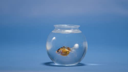 JoyServe 16 Oz Plastic Ivy Drink Bowls - 4 Inch, Unbreakable BPA-Free Heavy Duty Plastic Vases for Candy, Drinks, Carnival Games, Prizes, Centerpieces and Party Decoration Supplies