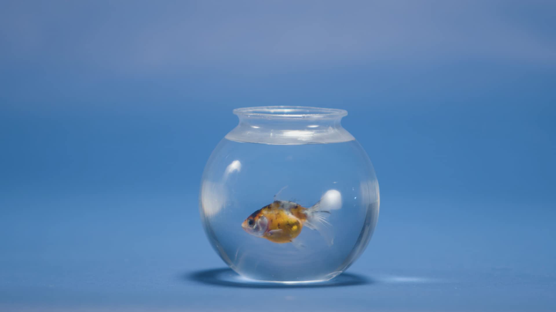 JoyServe 16 Oz Plastic Ivy Drink Bowls - 4 Inch, Unbreakable BPA-Free Heavy Duty Plastic Vases for Candy, Drinks, Carnival Games, Prizes, Centerpieces and Party Decoration Supplies